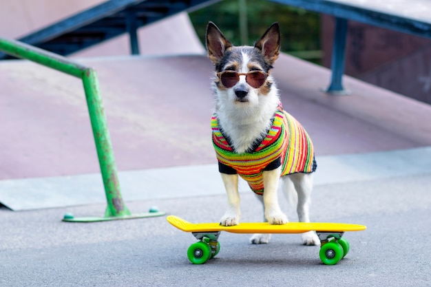 Foto perro con estilo en la rampa, montando un penny board afuera. una mascota está montando una patineta o longboard en el patio de recreo
