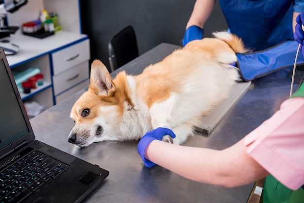 Perro de examen del equipo veterinario en la sala de rayos x