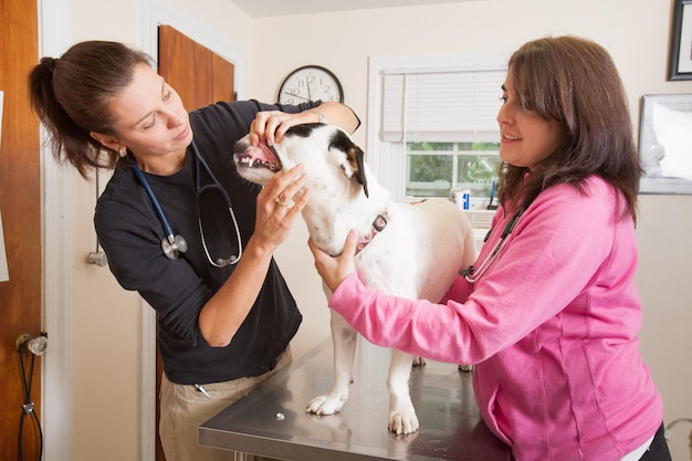 Foto perro de examen veterinario en manos de una mujer en el hospital