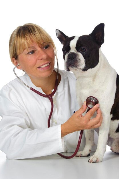 Perro examinado por un veterinario contra un fondo blanco