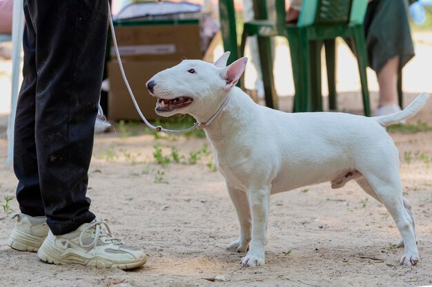 Perro de exhibición bull terrier posando en una exhibición de perros