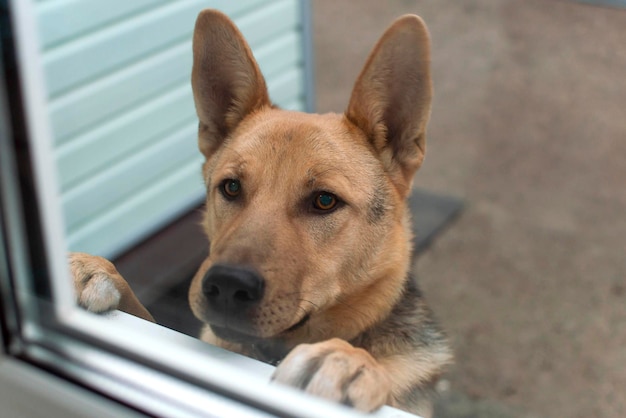 Un perro con expresión triste mira con curiosidad por la ventana de la casa.