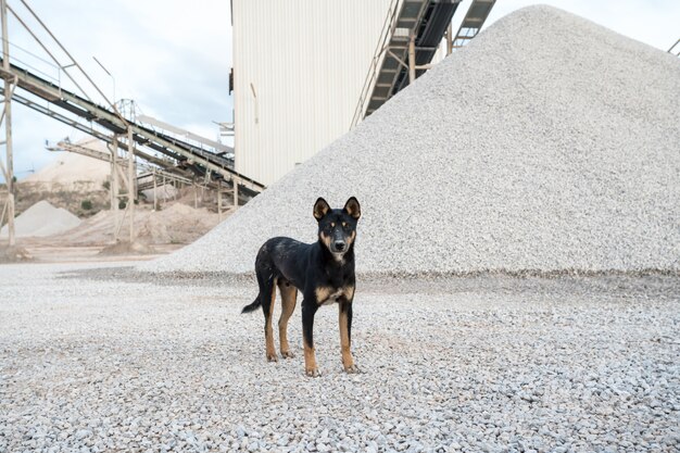 Un perro de fábrica de hormigón.