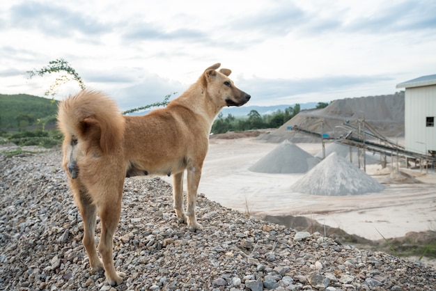 Un perro de fábrica de hormigón.