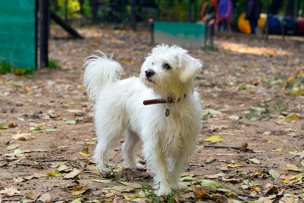 Perro faldero blanco como la nieve en el patio de juegos para perros. De cerca.