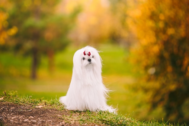 Perro faldero maltés de raza de perro blanco en el bosque de otoño