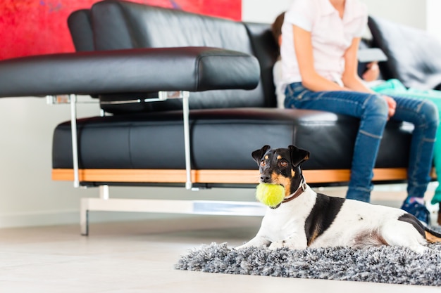 Perro de la familia jugando con la pelota en la sala de estar