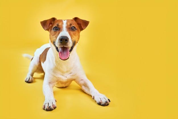 Perro feliz acostado en un fondo amarillo de moda brillante