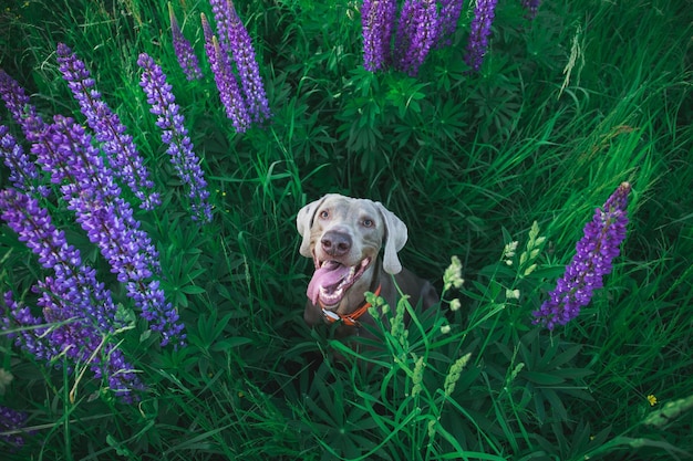 Perro feliz en las afueras de la ciudad