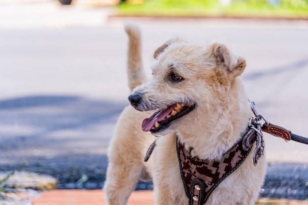 Perro feliz en la calle viendo pasar a la gente