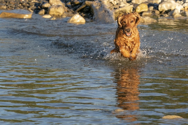 Perro feliz cocker spaniel divirtiéndose en el río