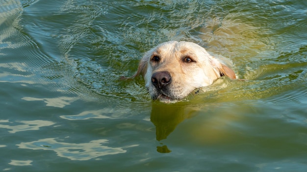 Un perro feliz y contento nada en el agua en el verano durante el calor intenso Relajándose en la playa con su mascota favorita Un perro con una sonrisa en su rostro en el mar Peligro de perro ahogado