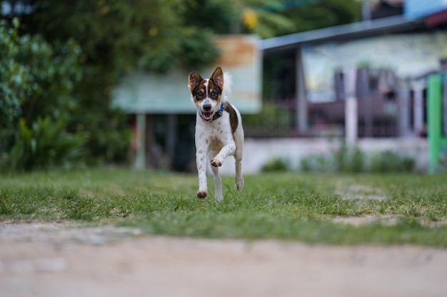 Perro feliz corriendo hacia la cámara