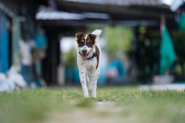 Perro feliz corriendo hacia la cámara