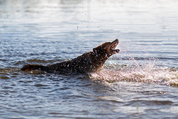 Perro feliz divirtiéndose en el agua