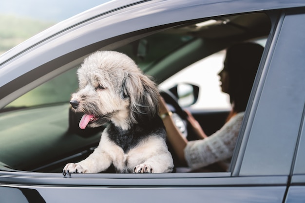 El perro feliz está mirando por la ventanilla del coche, sonriendo con la lengua colgando y el conductor.