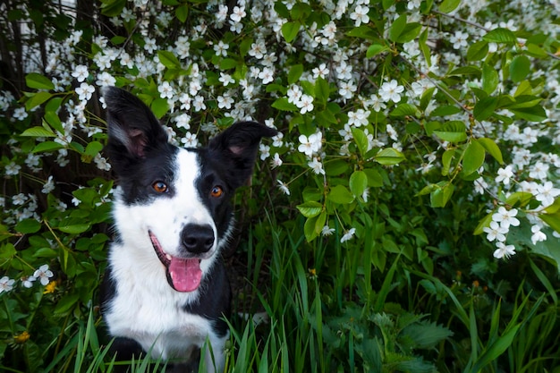 Un perro feliz en flores La mascota está sonriendo