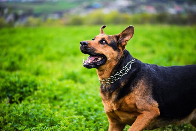 Perro feliz en la hierba verde