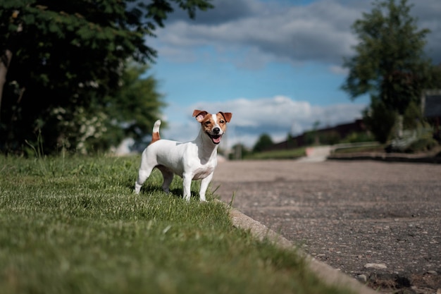 Perro feliz, Jack Russell Terrier