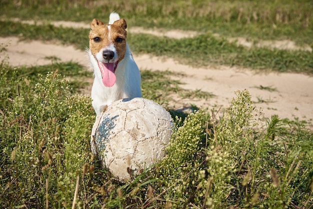 Perro feliz juega con la pelota en el campo en verano. Perro Jack Russel terrier jugando al aire libre