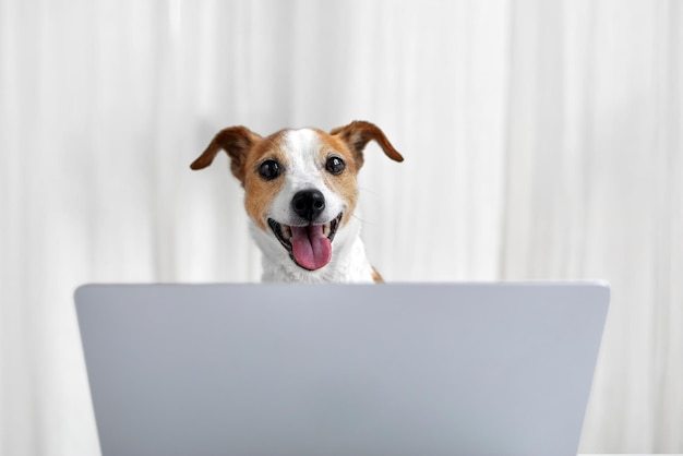 Foto perro feliz con laptop en casa blanca