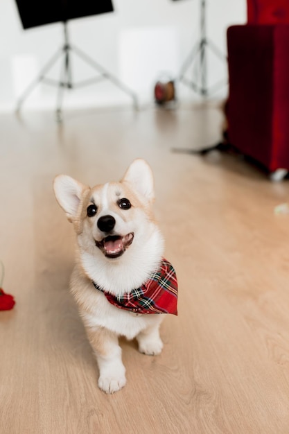 Perro feliz mascota corgi raza estudio de fondo