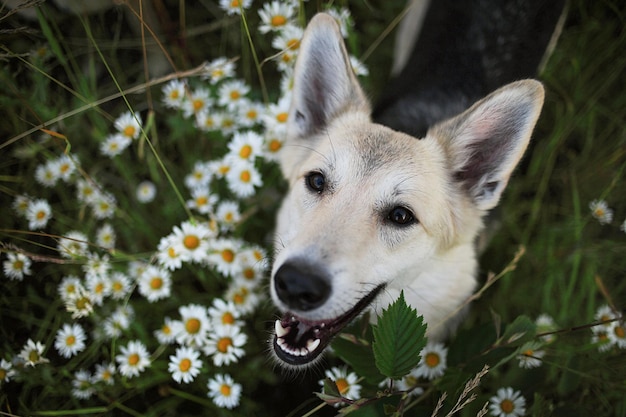 Perro feliz mirando a la cámara mientras está de pie en medio de la hierba verde y flores frescas en el prado