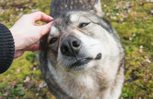 Perro feliz con mujer