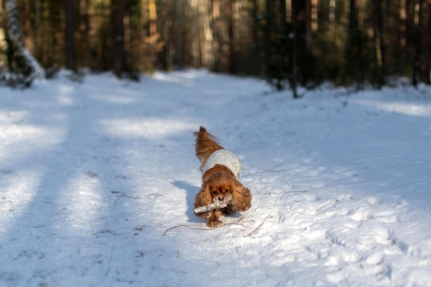 Perro feliz con palo en la boca jugando en la nieve.