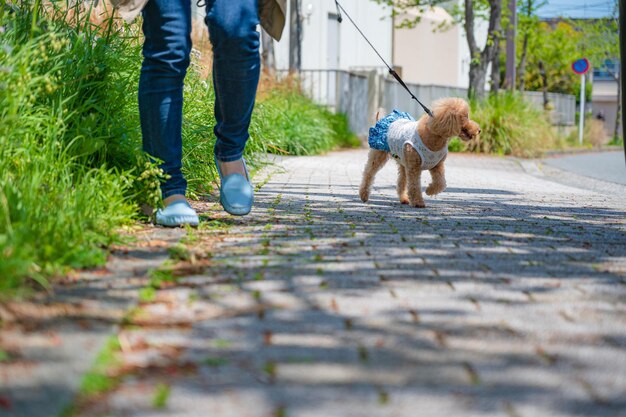 Perro feliz en un paseo