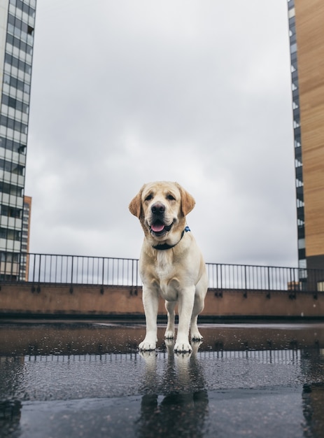 Perro feliz de pie sobre asfalto mojado