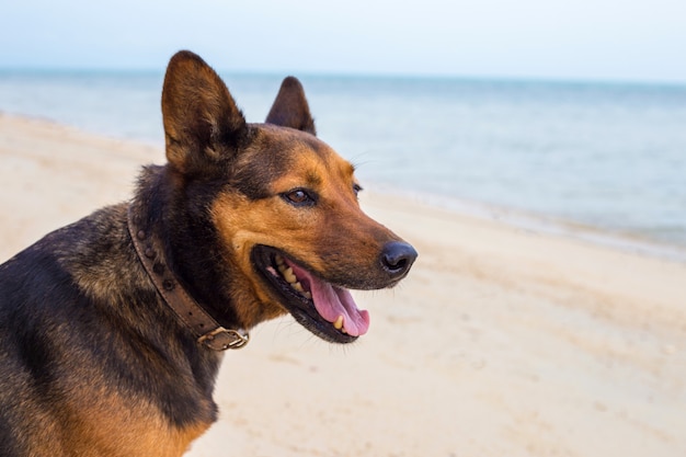 Un perro feliz en la playa.