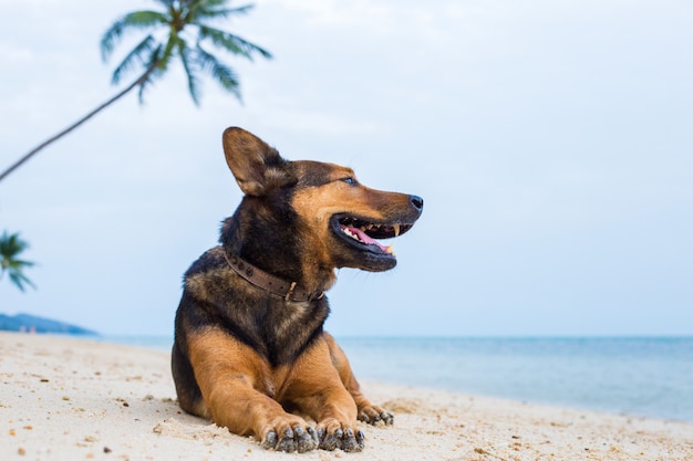 Un perro feliz en la playa.