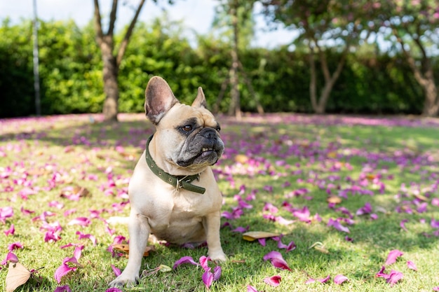 Perro feliz sentado en el campo de hierba mirando hacia otro lado.