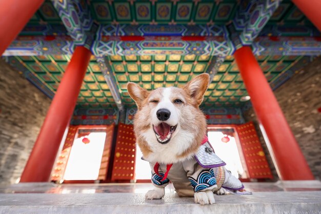 Foto perro feliz en el templo