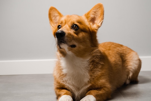 El perro feliz Welsh Corgi Pembroke está sentado en el suelo en casa y sonríe Estilo de vida con mascota doméstica