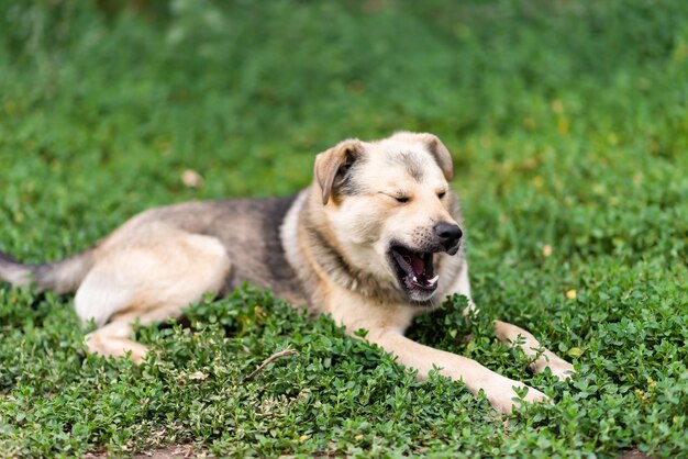 Perro feliz yace sobre la hierba verde en el parque con un fondo borroso Gracioso abre la boca y bosteza Caminando con un perro en el verano en el parque