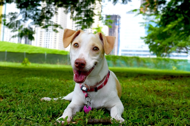 Perro feliz