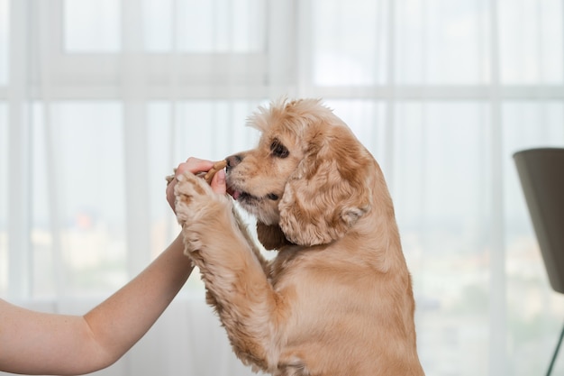 Perro fiel lamer las manos del dueño para la galleta