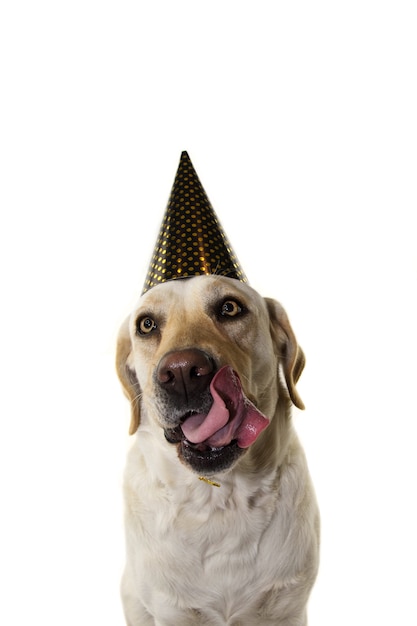 Perro de fiesta de fin de año o cumpleaños.