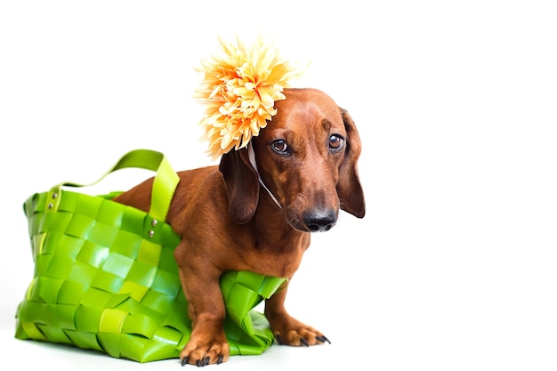 Perro con una flor en la cabeza.