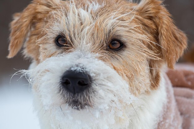 Perro en el fondo de los árboles en el parque Retrato de un Jack Russell Terrier vestido como un cervatillo Nevando