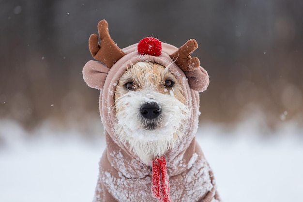 Perro en el fondo de los árboles en el parque Retrato de un Jack Russell Terrier vestido como un cervatillo Nevando