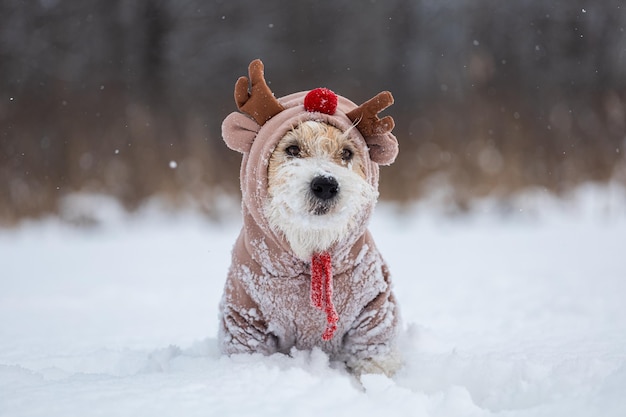 Perro en el fondo de los árboles en el parque Retrato de un Jack Russell Terrier vestido como un cervatillo Nevando