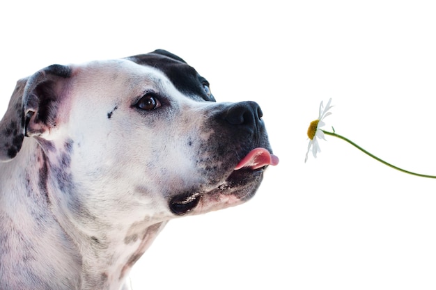 Un perro de fondo blanco huele flores y muestra su lengua Amigo del hombre