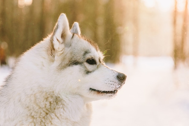 Perro fornido en campo nevoso en bosque del invierno. Perro de raza en una puesta de sol