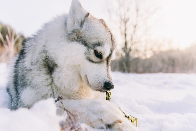 Perro fornido en campo nevoso en bosque del invierno. Perro de raza tirado en la nieve