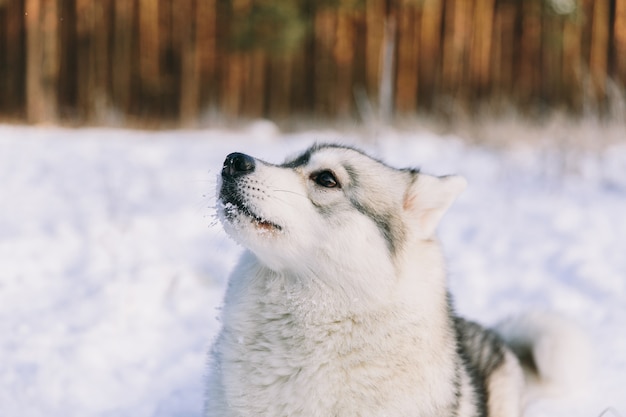 Perro fornido en campo nevoso en bosque del invierno. Perro de raza