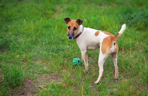 Perro fox terrier con una pelota en green glade