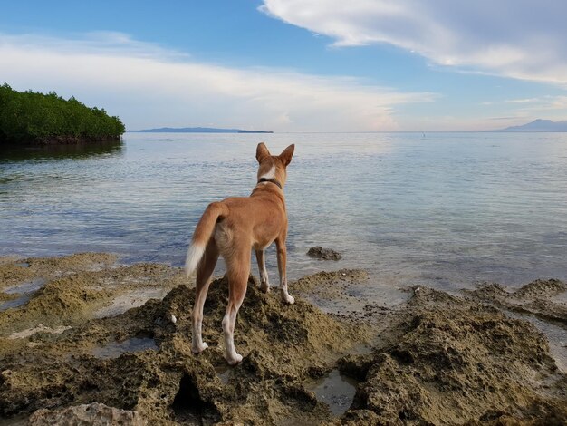 Perro Frente al Mar